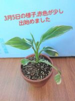 値引きしましたムサ.ノノピンクバリエガータ.バナナ.苗.白.斑入り