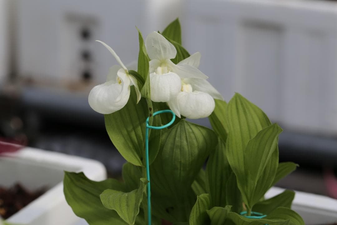 アツモリソウ 純白花アツモリソウ岩手県釜石産 花芽1葉芽1